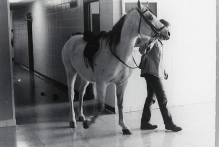 Horse in building, UW--Marshfield/Wood County, March 1978