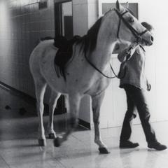Horse in building, UW--Marshfield/Wood County, March 1978
