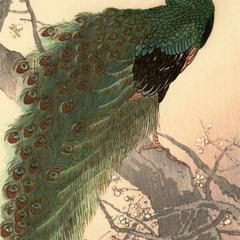 Peacock in Plum Tree