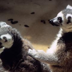 Lemur catta