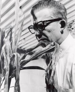 O.N. Allen examining a plant