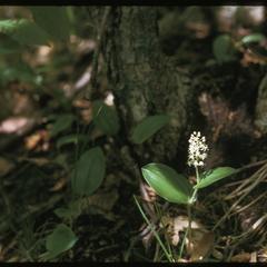 Maianthemum canadense, Ridgeland