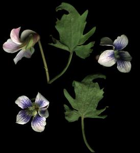 Flowers and leaves of Viola palmata