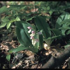 Orchis spectabilis, Ridgeland