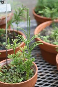 Lycopodium obscurum - potted plant