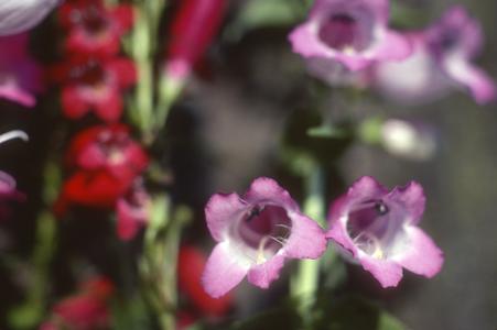 Flowers of Penstemon roseus hybrid with P. companulatus