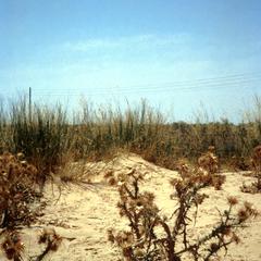 Thistle-like Plants in the Jafara Plain
