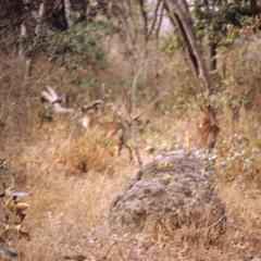 Hidden antelope in Yankari