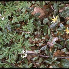 Dentaria laciniata and Erythronium americanum in bloom in Gallistel Woods, University of Wisconsin Arboretum