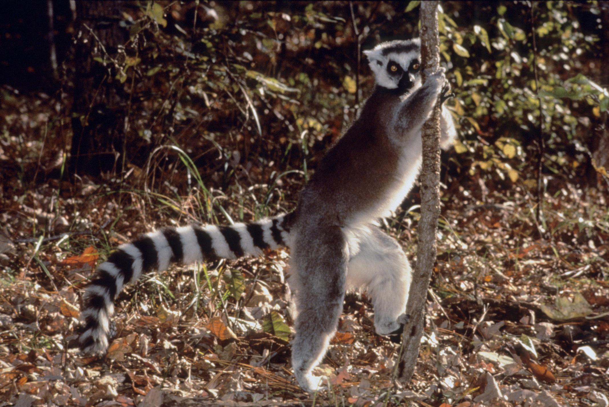 Ring-tailed Lemur - Lemur catta - Carnivora