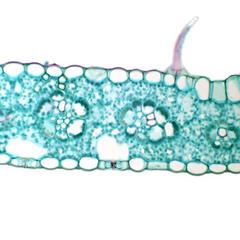 Trichomes in cross section of corn leaf