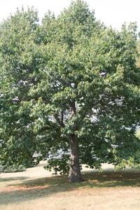 American Chestnut tree