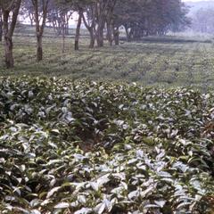 Close-up of Tea Plantation