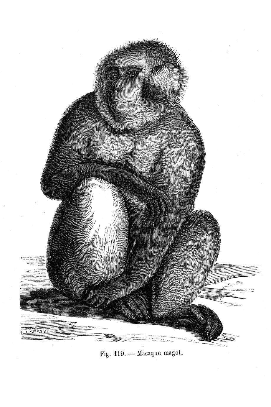 Macaque magot