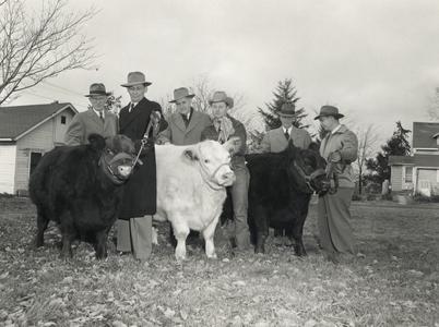 Six men and three head of cattle