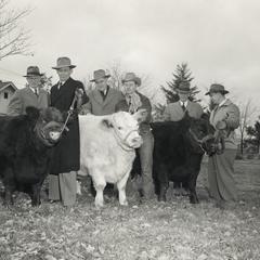 Six men and three head of cattle