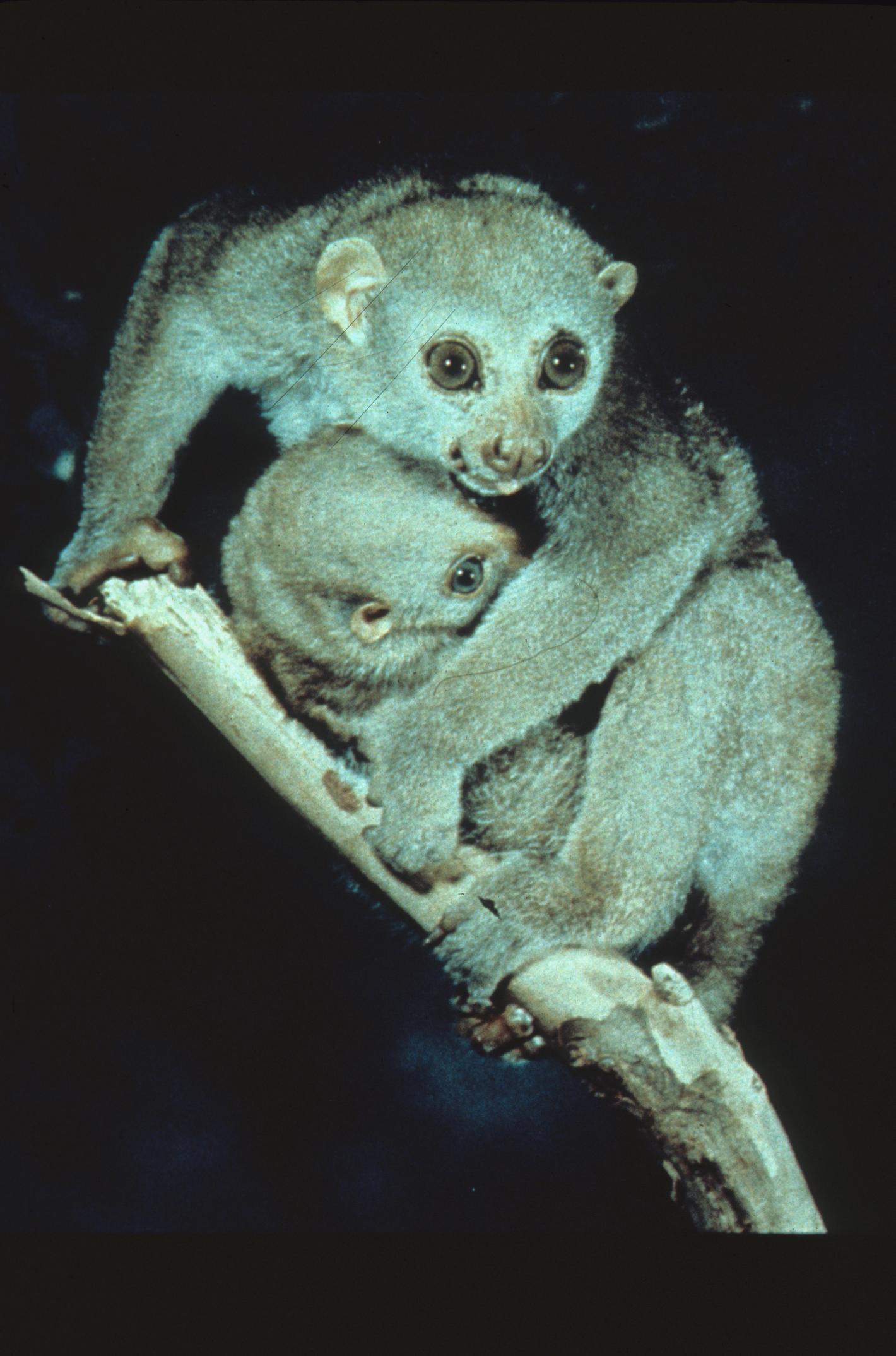 Potto (perodicticus Potto) In Tree, Togo. Captive. Coffee Mug by Daniel  Heuclin / Naturepl.com - Pixels