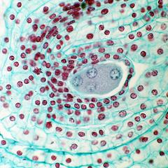 First 4-nucleate stage of embryo sac development of Lilium
