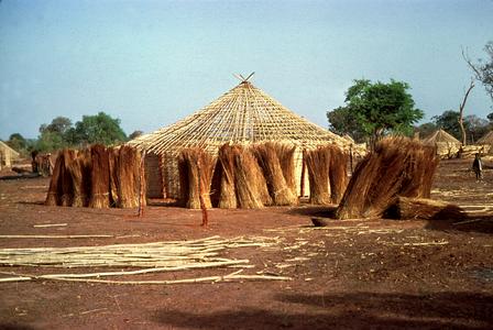 Grass Bundles to be Used for the Thatched Roof