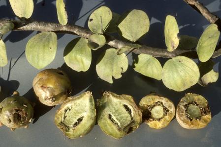 Fruit and leaves of Pereskia cactus, "manzanote"