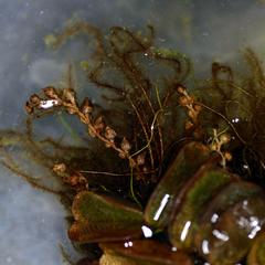 Water fern, Salvinia - sporocarps