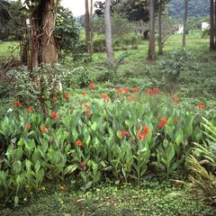 Flowers at the University of Ife campus