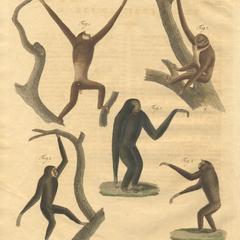 Gibbon Group Print