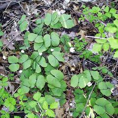 Clump of twin leaf in Gallistel Woods