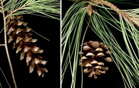 White pine and red pine cones