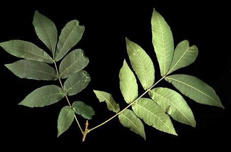 Carya cordiformis  - leafy twig