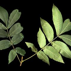 Carya cordiformis  - leafy twig
