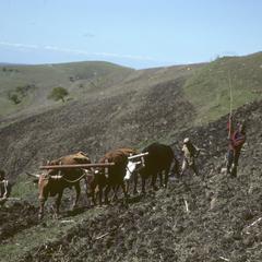 Southern Africa : Agricultural Activities : plowing
