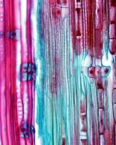 Sieve cells with albuminous cells - phloem in longitudinal section of pine stem