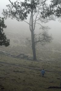Pine savanna, top of Sierra Cuchumatanes
