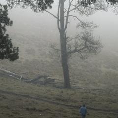 Pine savanna, top of Sierra Cuchumatanes