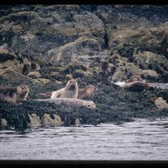Seal colony off Ulva Landing, Isle of Mull