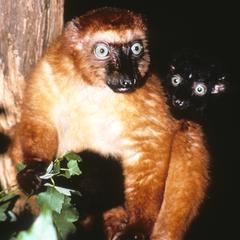 Eulemur macaco flavifrons
