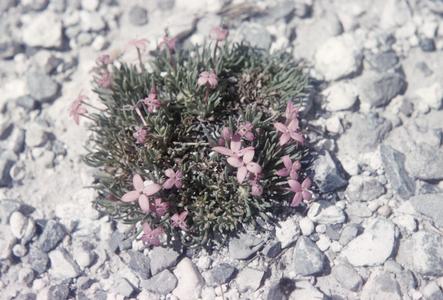 Hedyotis in flower, pine-juniper grassland southeast of Saltillo