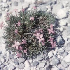 Hedyotis in flower, pine-juniper grassland southeast of Saltillo