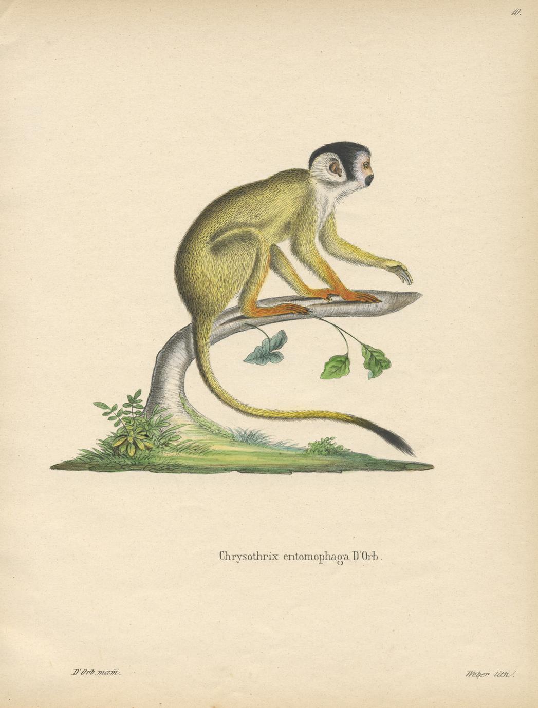 Black-Capped Squirrel Monkey UWDC - Libraries Print UW-Madison 
