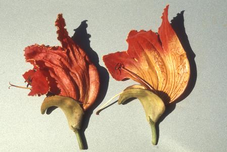 Side view, and sectioned flower, of a Spathodea campanulata tree