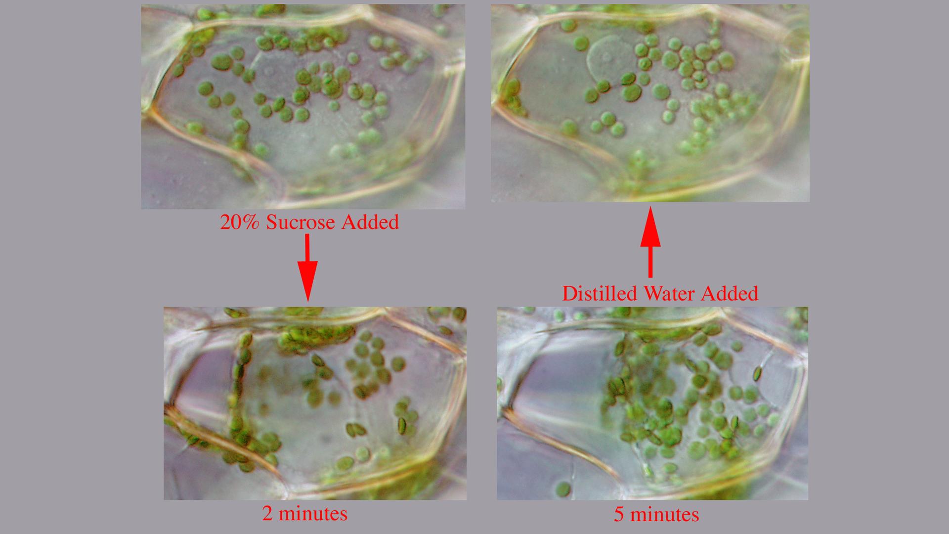 Plasmolysis in elodea cells