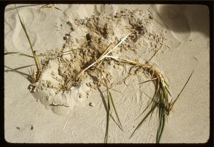 Ammophila breviligulata rhizomes, Miller dunes