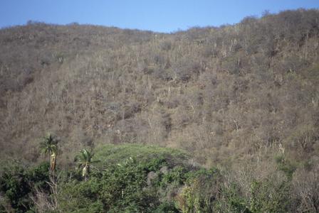 Very dry, thorny tropical woodland, near Cuamaná