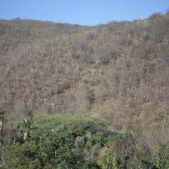 Very dry, thorny tropical woodland, near Cuamaná