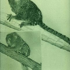 Guenon nisnas - UWDC - UW-Madison Libraries