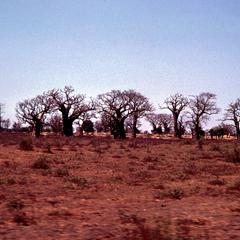 Landscape with Baobab Trees on the Road between Mbour and Dakar
