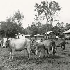 Cattle in the area of Thong Pong Ling in Attapu Province