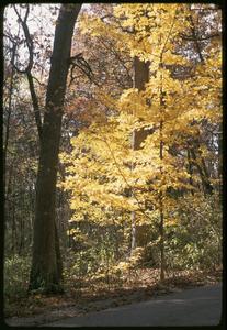 Sugar maple under oak in fall, Gallistel Woods, University of Wisconsin Arboretum