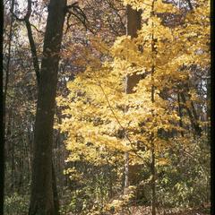 Sugar maple under oak in fall, Gallistel Woods, University of Wisconsin Arboretum